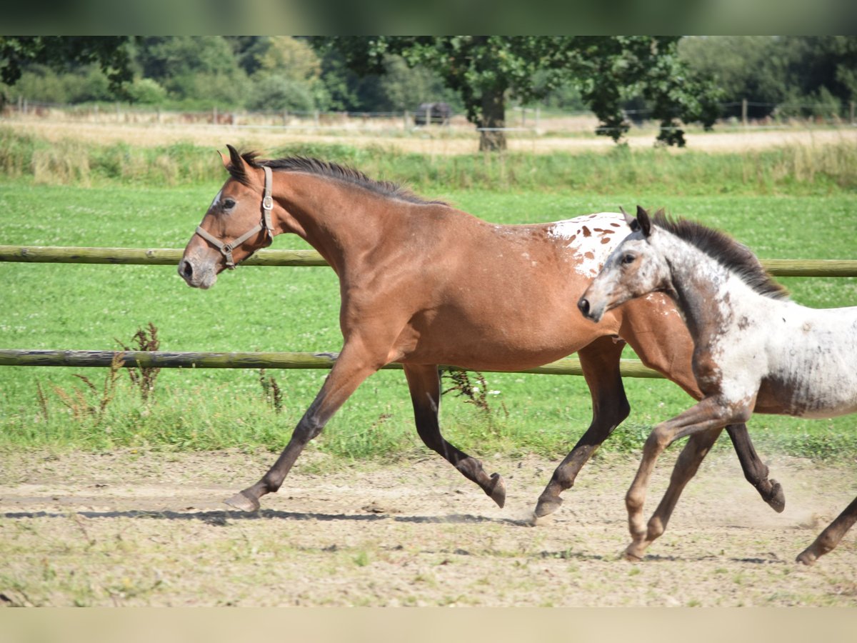 Knabstrup Mare 6 years 16 hh Leopard-Piebald in R&#xF8;dk&#xE6;rsbro