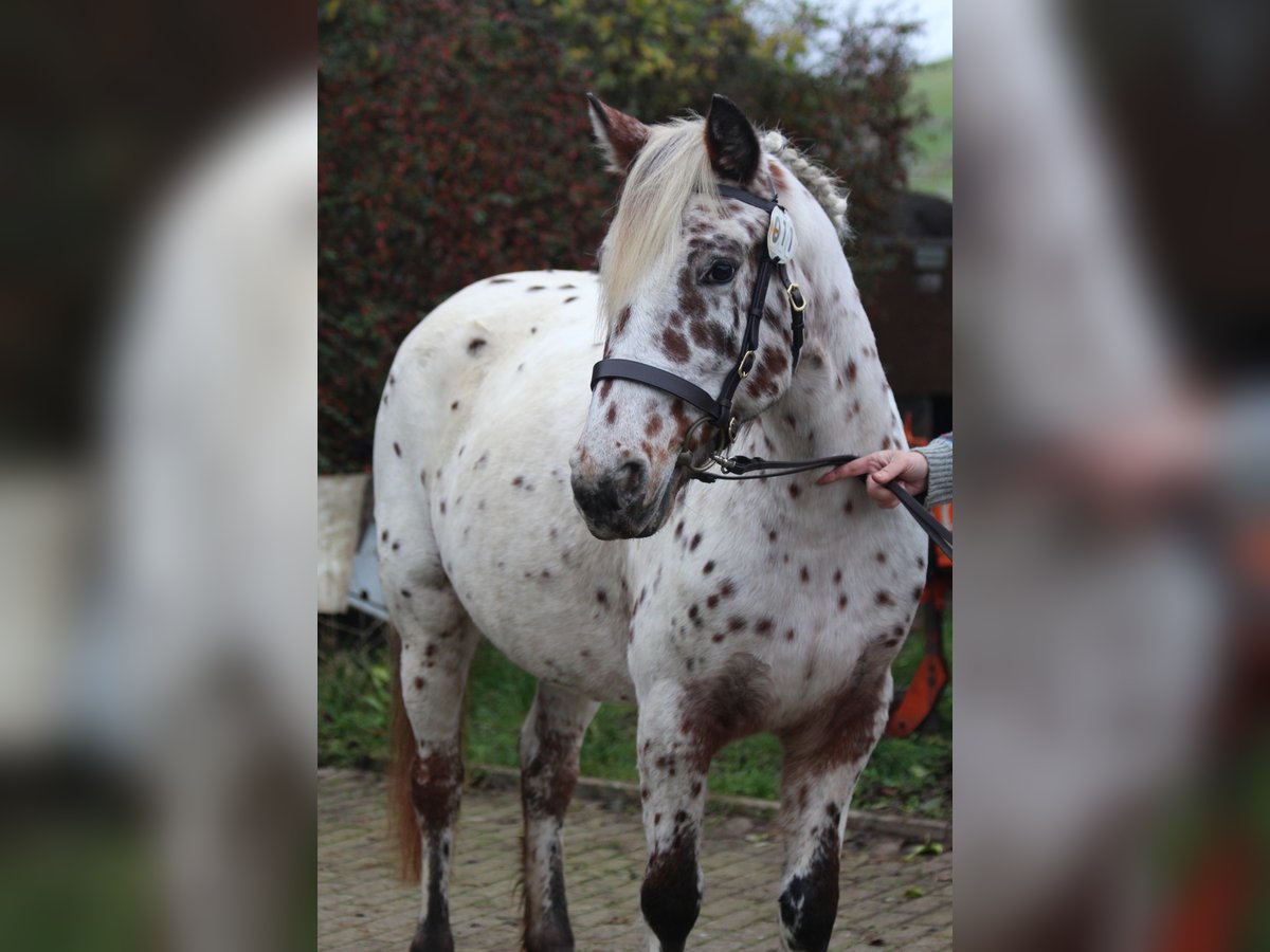 Knabstrup Mare 8 years 13,3 hh Leopard-Piebald in Steingaden