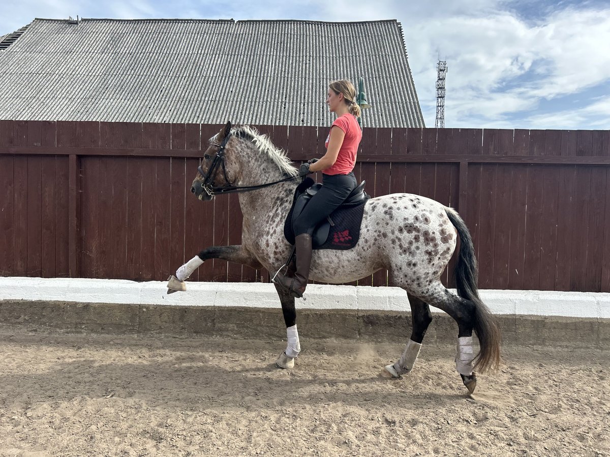 Knabstrup Mix Mare 8 years 16 hh Leopard-Piebald in Bergen