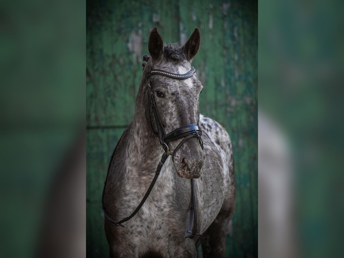 Knabstrup Mare 9 years 15 hh Pinto in Dörpen