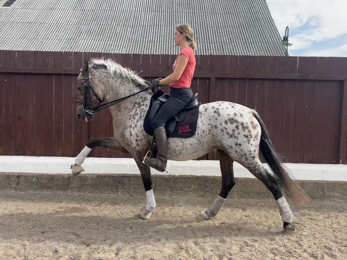 Knabstrup Mix Mare 9 years 16 hh Leopard-Piebald in Zirkow