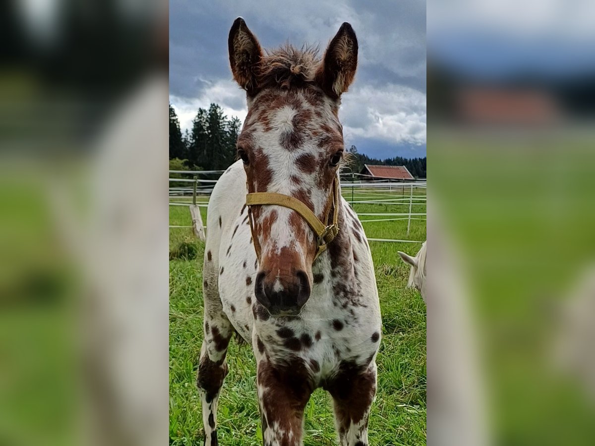 Knabstrup Mare Foal (06/2024) 15,1 hh Leopard-Piebald in Roßhaupten