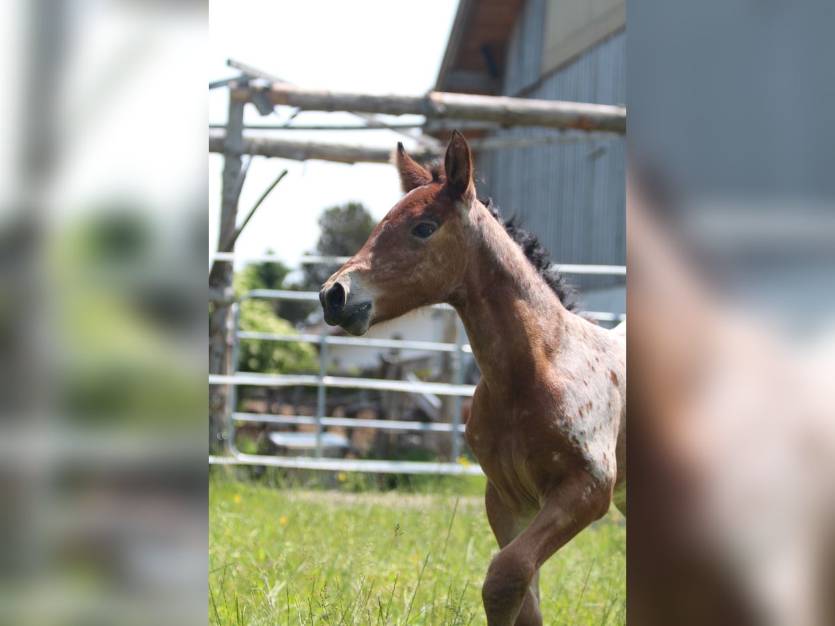 Knabstrup Mare  15,1 hh Leopard-Piebald in Ro&#xDF;haupten