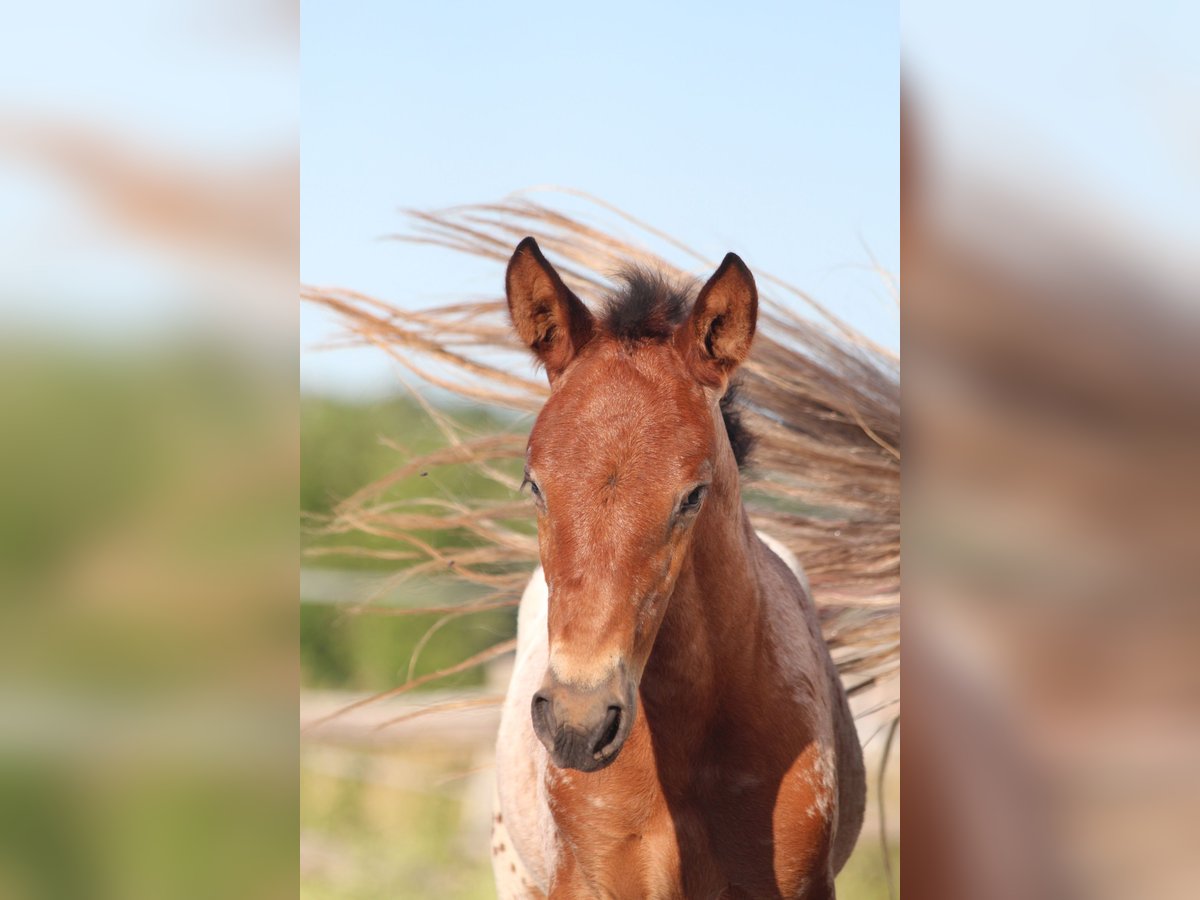Knabstrup Mare  15,1 hh Leopard-Piebald in Ro&#xDF;haupten