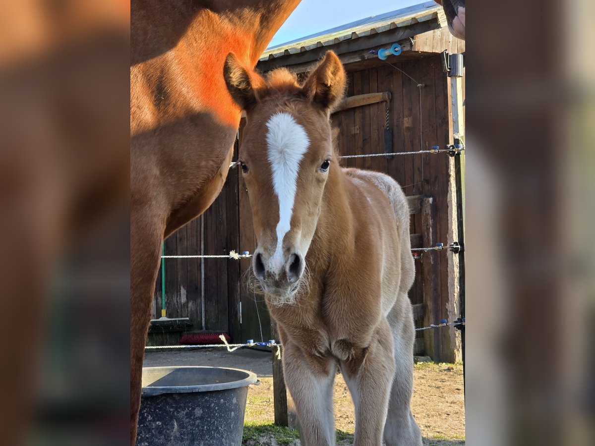 Knabstrup Mare  15,2 hh Leopard-Piebald in Spreenhagen
