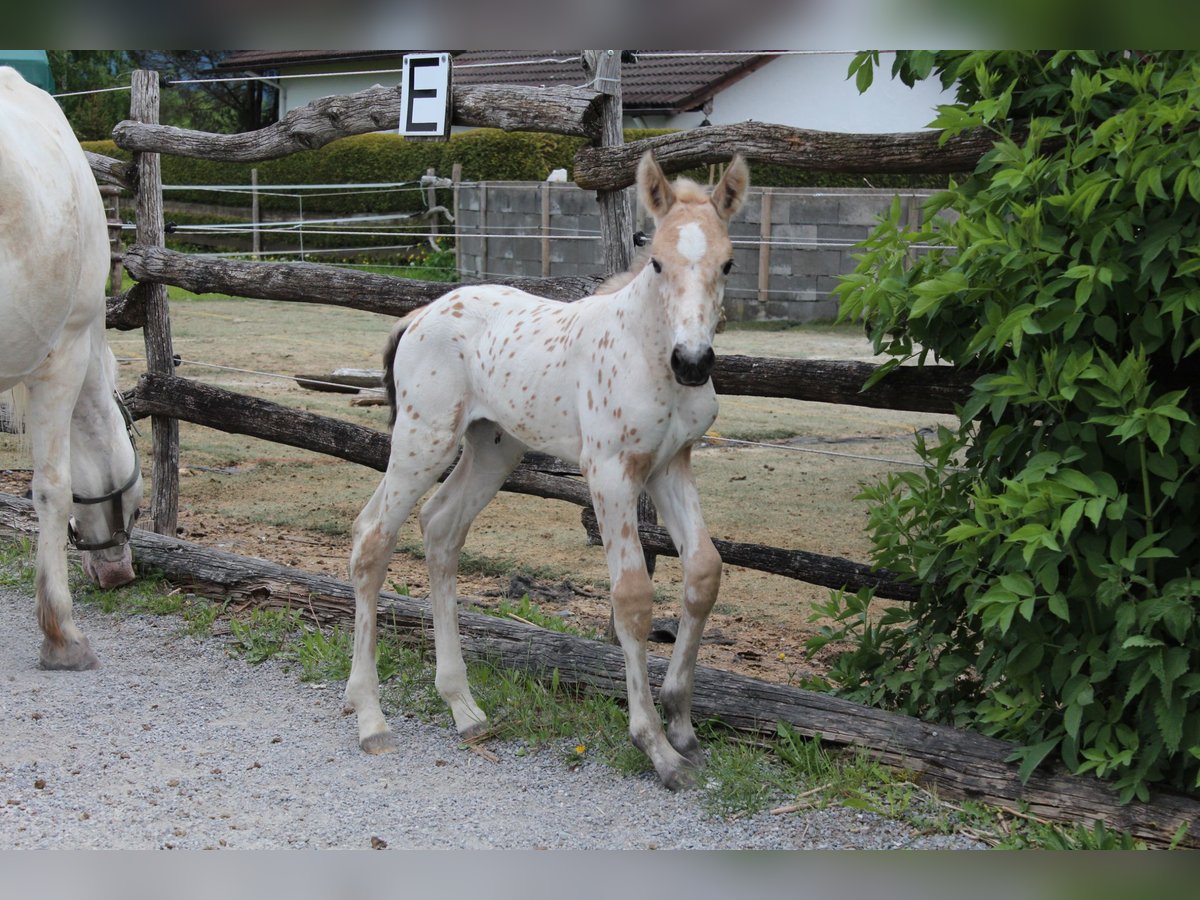 Knabstrup Mare  15,2 hh Leopard-Piebald in Ro&#xDF;haupten
