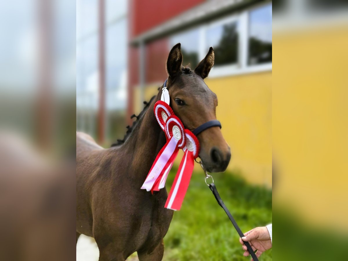 Knabstrup Mare Foal (04/2025) 16 hh Leopard-Piebald in bogense