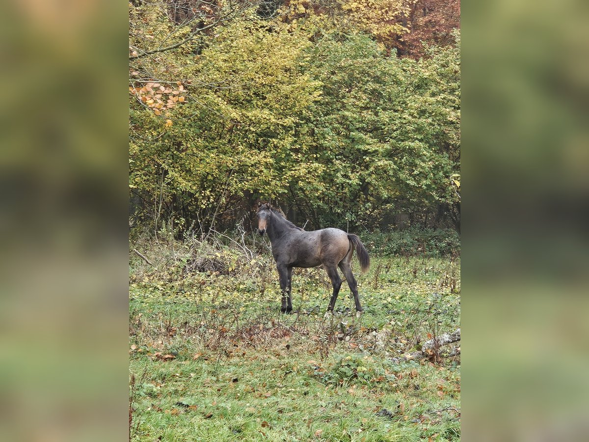 Knabstrup Mare Foal (04/2025) 16 hh Leopard-Piebald in bogense