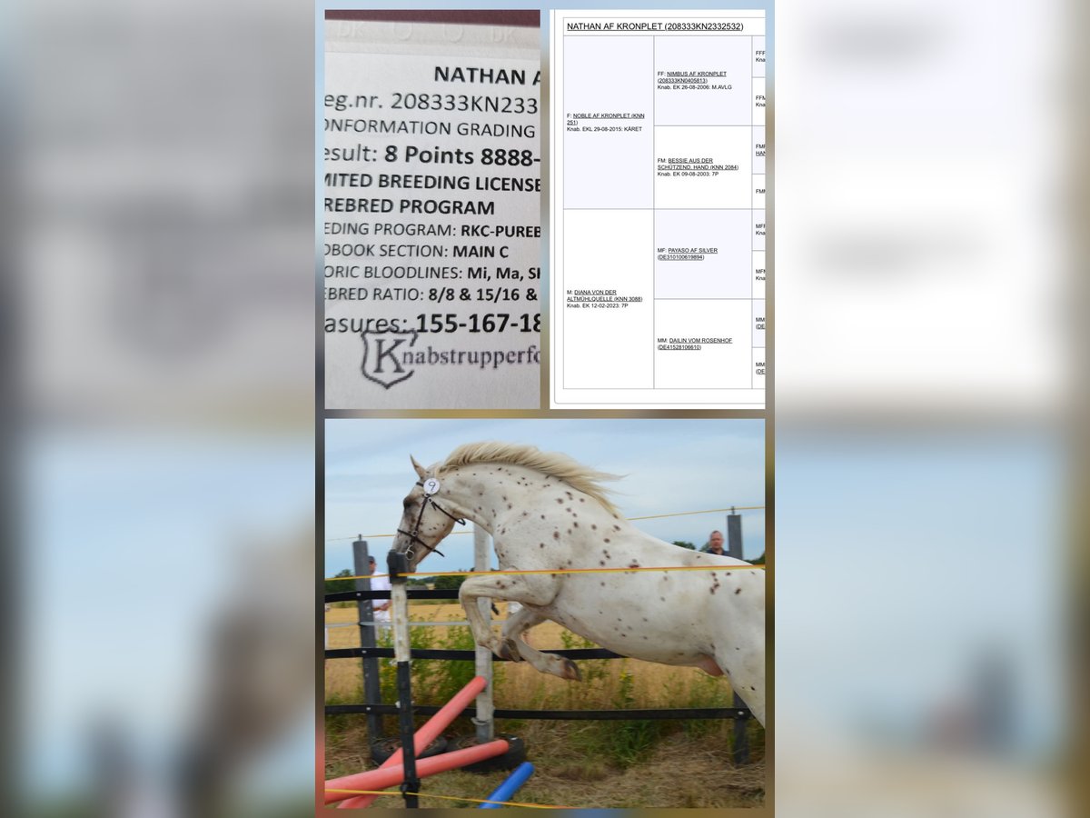 Knabstrup Ogier 2 lat 155 cm Tarantowata in Rehburg-Loccum