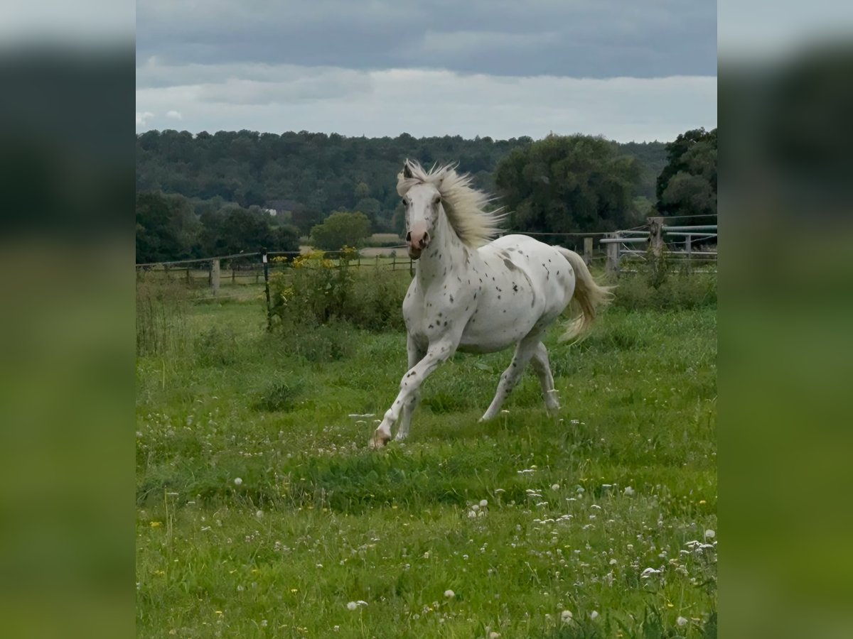 Knabstrup Ogier 2 lat 162 cm Tarantowata in Rehburg-Loccum