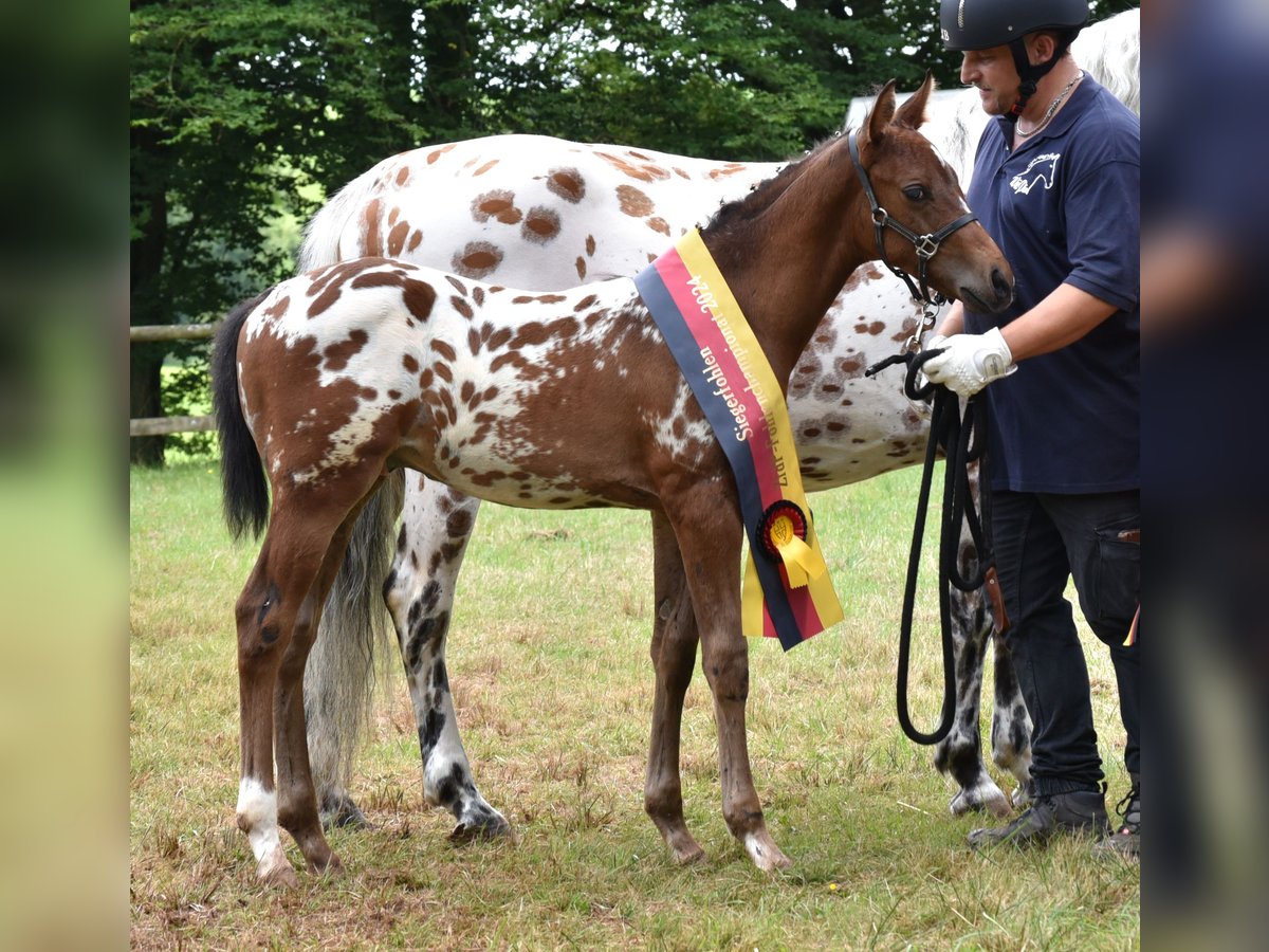 Knabstrup Ogier Źrebak (06/2024) 160 cm in Naila