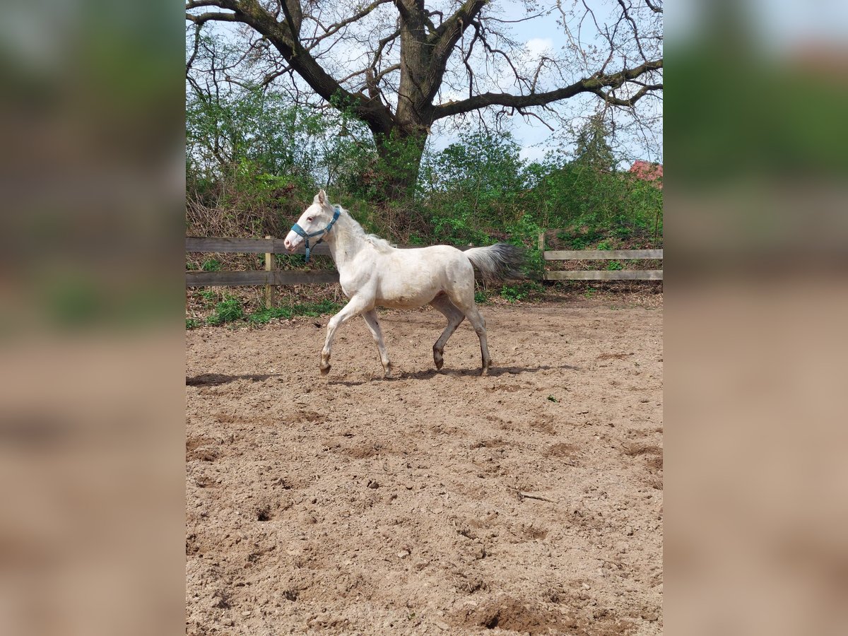 Knabstrup Stallion 1 year 13,2 hh Leopard-Piebald in Bark