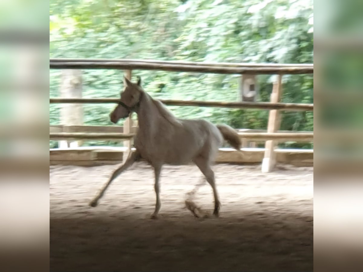 Knabstrup Stallion 1 year 14,1 hh Leopard-Piebald in Mariano Comense (Como)