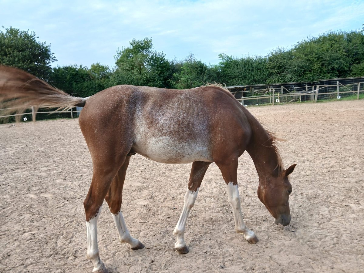 Knabstrup Stallion 1 year 14,1 hh Pinto in Bad Wildungen