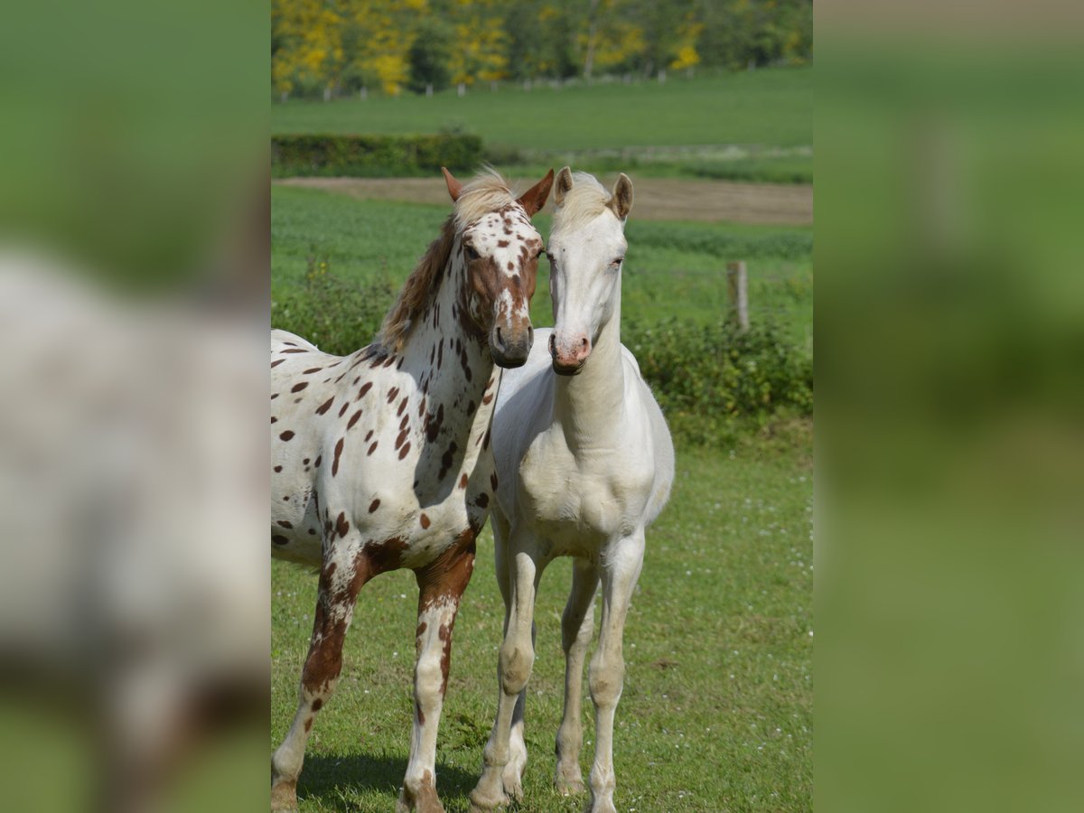 Knabstrup Mix Stallion 1 year 15,2 hh White in Weiler