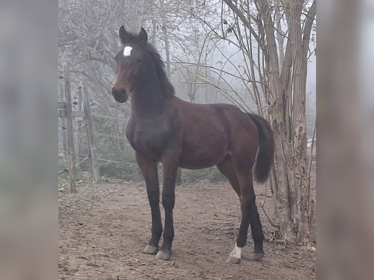 Knabstrup Stallion 1 year 15,2 hh Brown in Berndorf