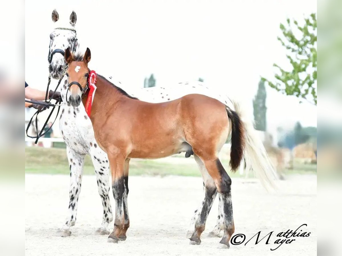 Knabstrup Stallion 1 year 15,2 hh Brown in Berndorf