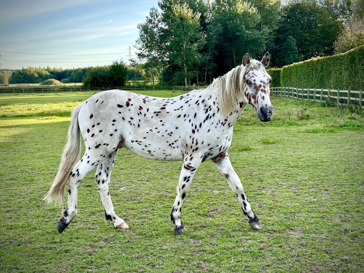 Knabstrup Stallion 1 year 15,2 hh Leopard-Piebald in Fredensborg
