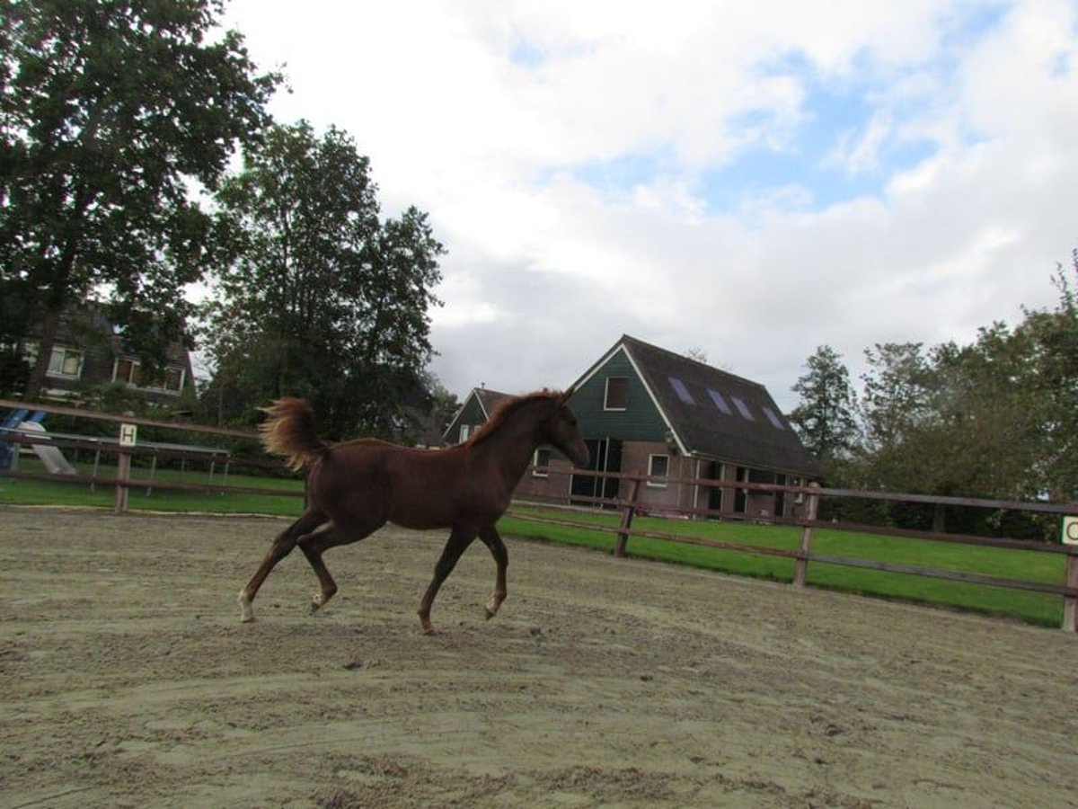 Knabstrup Stallion 1 year 16 hh Chestnut in Oterleek