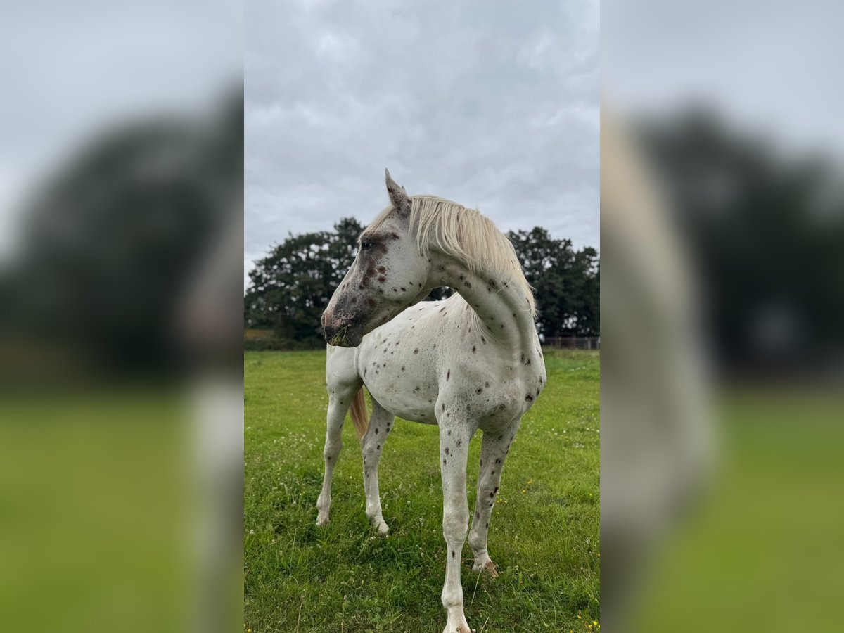 Knabstrup Stallion 2 years 15,3 hh Leopard-Piebald in Rehburg-Loccum