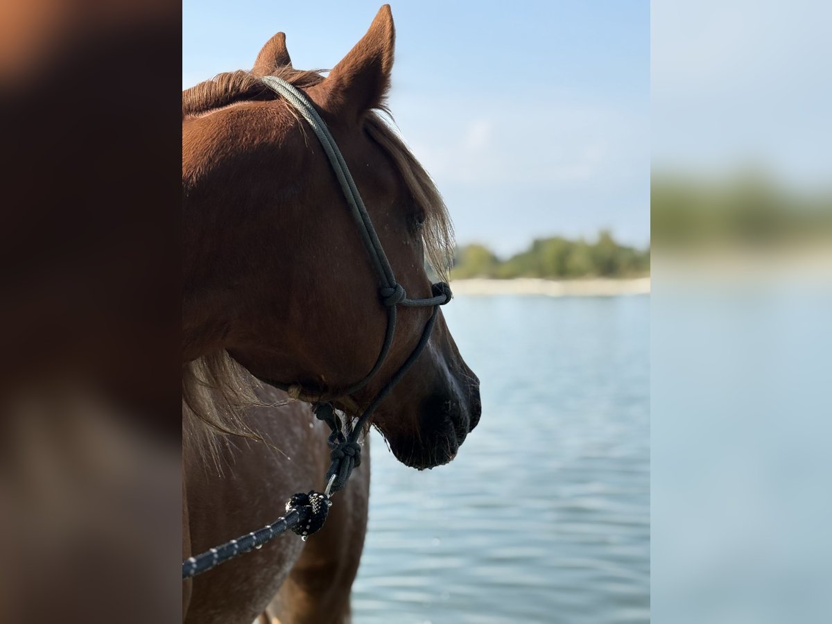 Knabstrup Mix Stallion 3 years 14,2 hh Chestnut-Red in Illerkirchberg