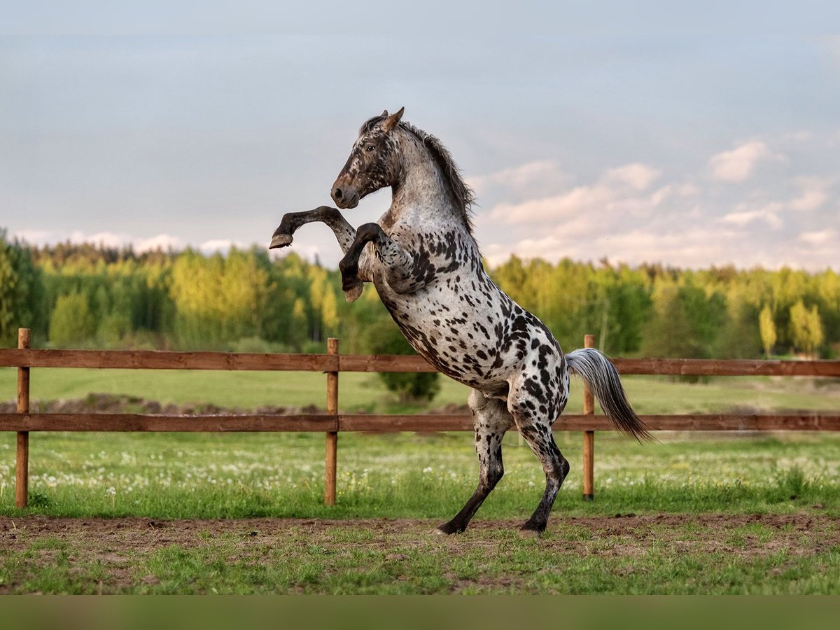 Knabstrup Mix Stallion 3 years 15,3 hh Leopard-Piebald in Aug&#x161;daugavas nov.