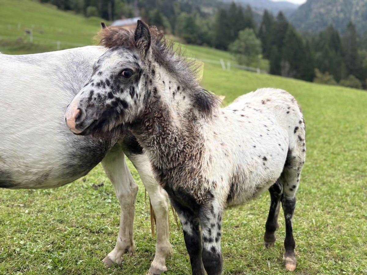 Knabstrup Mix Stallion  11,2 hh Leopard-Piebald in Raggal