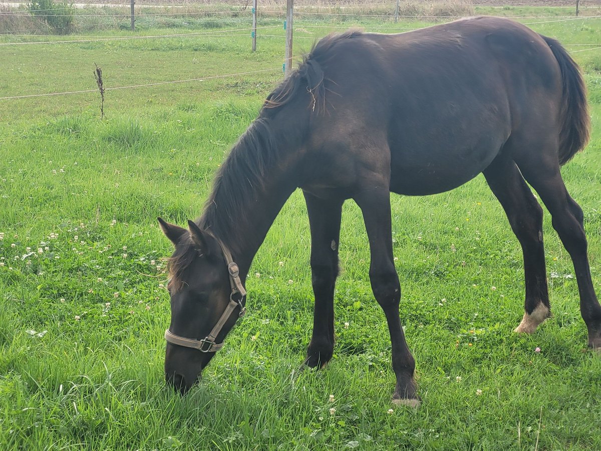 Knabstrup Stallion Foal (02/2024) 13,2 hh Black in Windelsbach