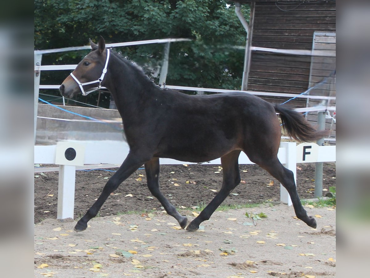 Knabstrup Stallion Foal (02/2025) 14,2 hh Brown in Naila Knabstrup Stallion Foal (02/2025) 14,2 hh Brown in Naila