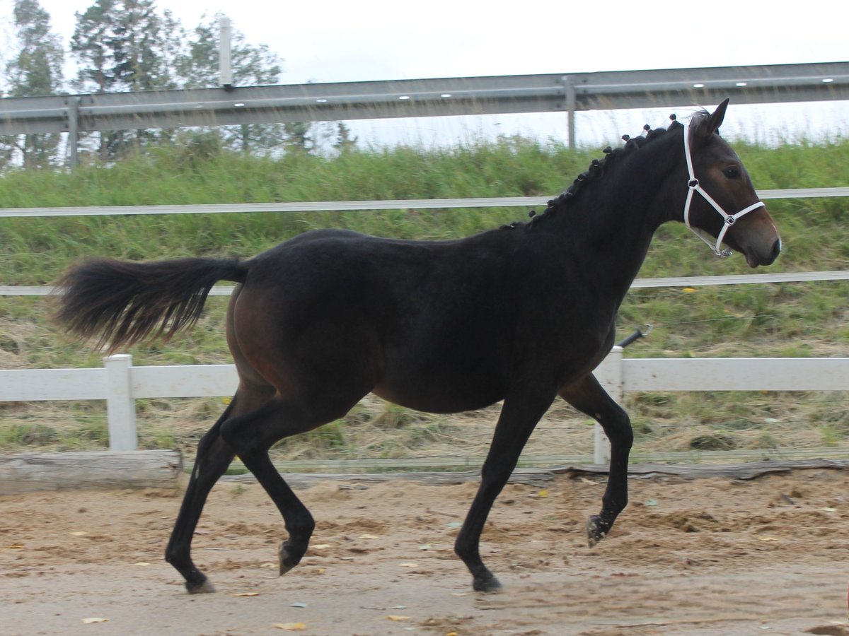 Knabstrup Stallion Foal (02/2025) 14,2 hh Brown in Naila