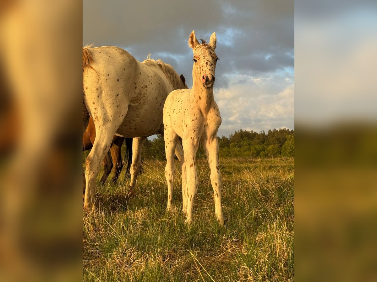 Knabstrup Stallion  14,2 hh Leopard-Piebald in Bindslev