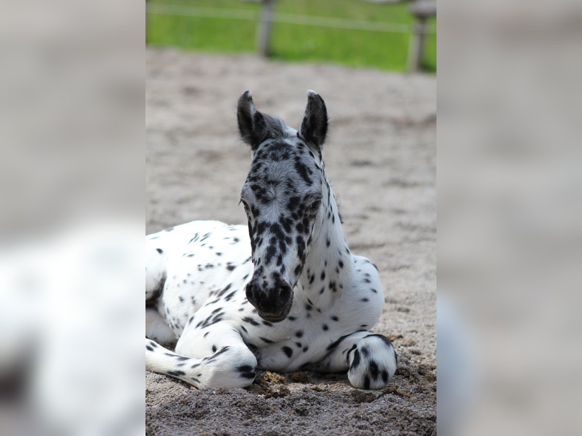 Knabstrup Stallion Foal (07/2024) 15,1 hh Leopard-Piebald in Roßhaupten