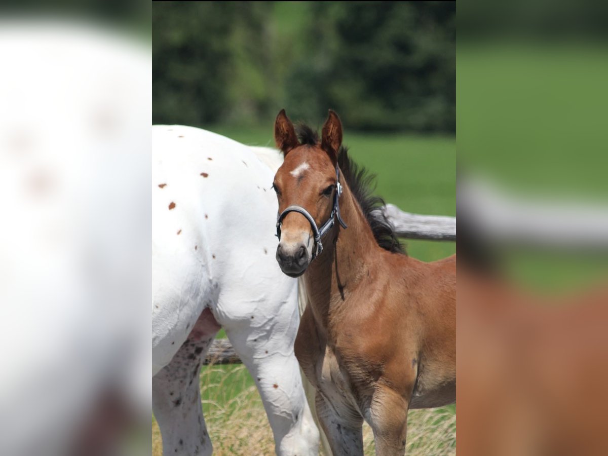 Knabstrup Stallion Foal (06/2025) 15,1 hh Brown in Ro&#xDF;haupten