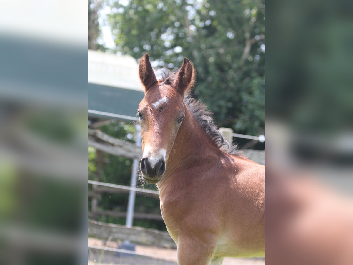 Knabstrup Stallion  15,1 hh Brown in Ro&#xDF;haupten