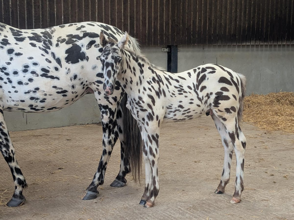 Knabstrup Stallion  16 hh Leopard-Piebald in Longhorsley