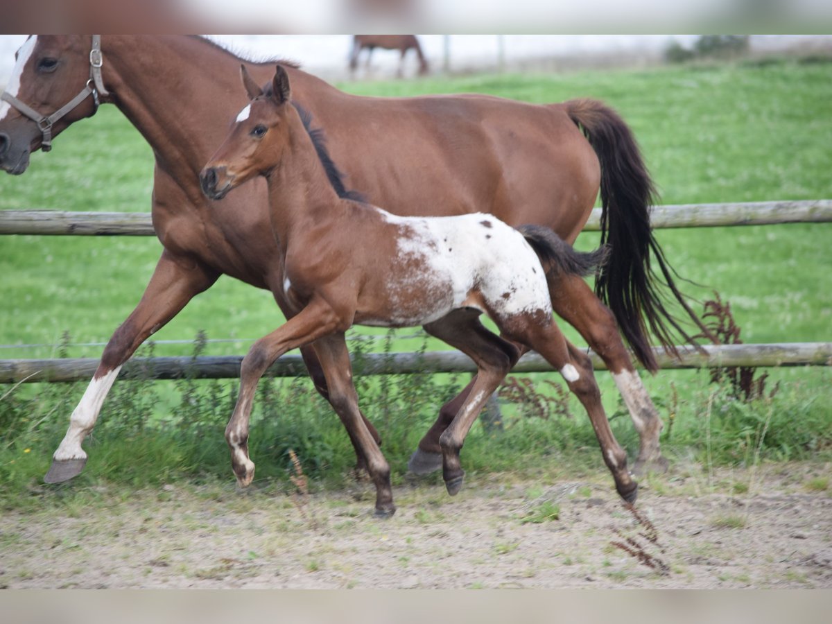 Knabstrup Stallion Foal (06/2025) 16,1 hh Leopard-Piebald in R&#xF8;dk&#xE6;rsbro