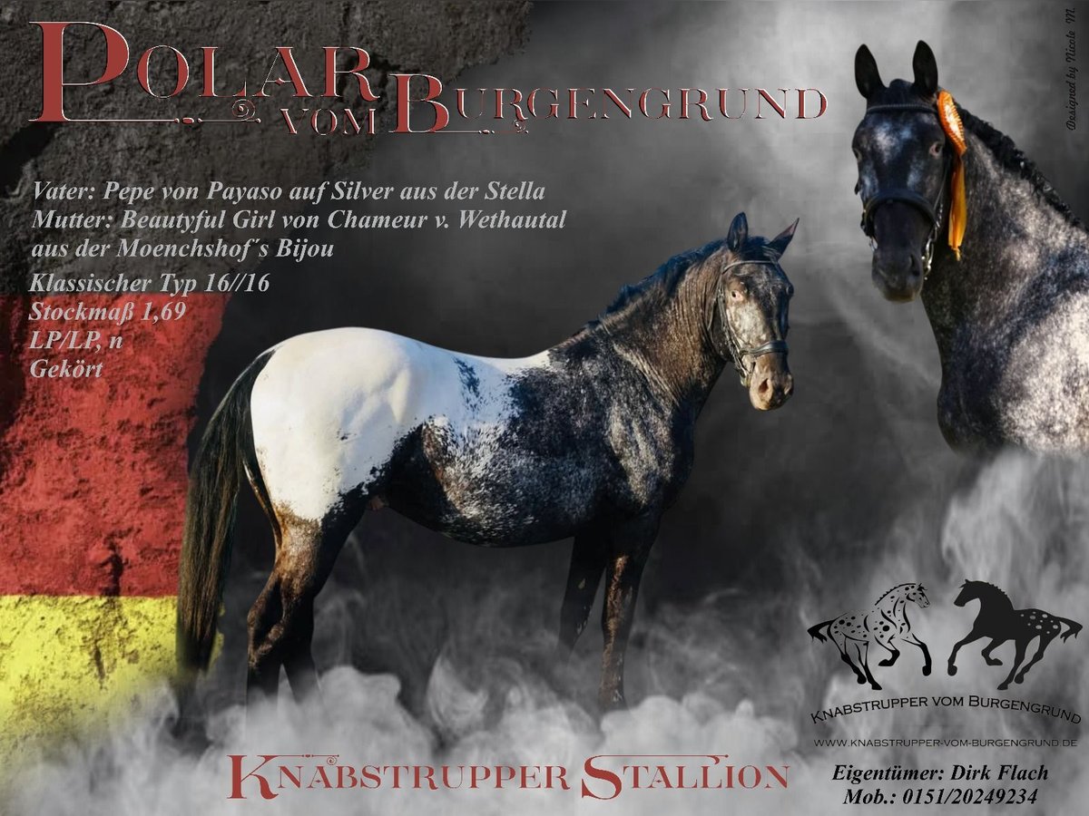 Knabstrup Stallion Leopard-Piebald in Oeversee