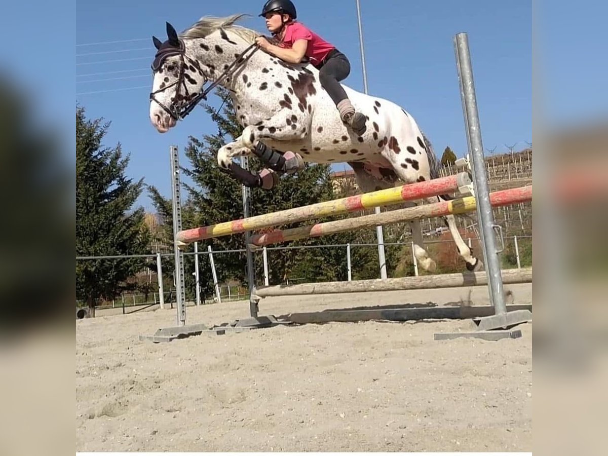 Knabstrup Wałach 10 lat 167 cm Tarantowata in Bergamo