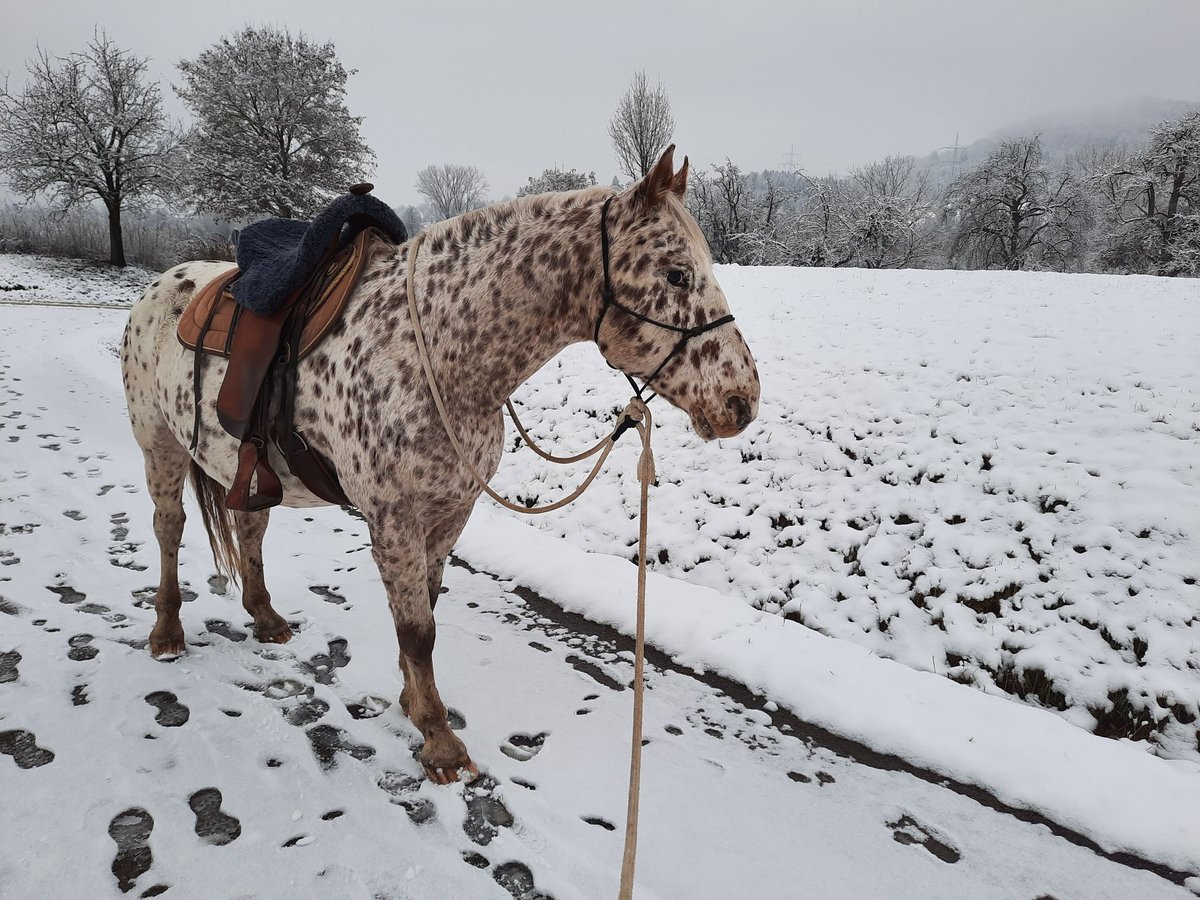 Knabstrup Wałach 22 lat 159 cm in Göppingen