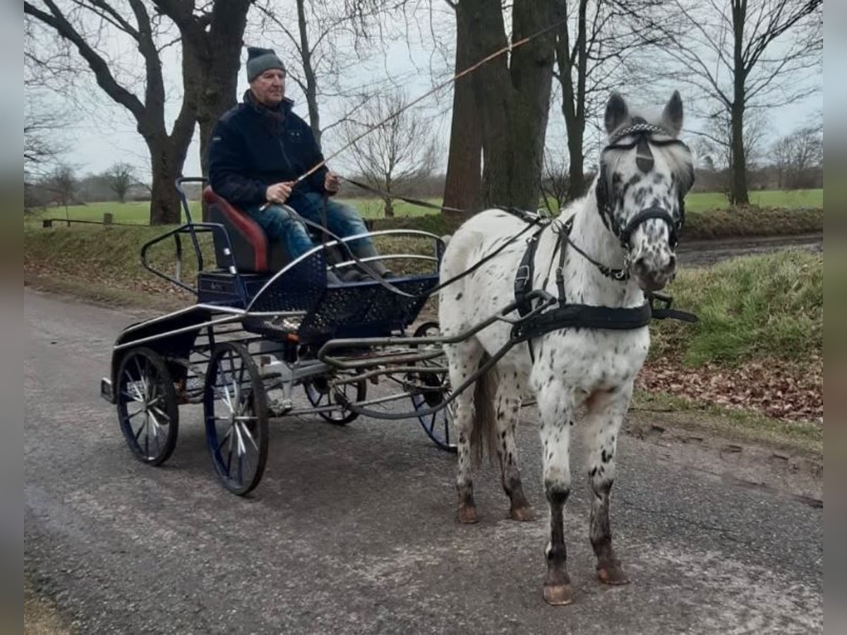 Knabstrup Wałach 9 lat 138 cm Tarantowata in Ss&#xFC;derl&#xFC;gum