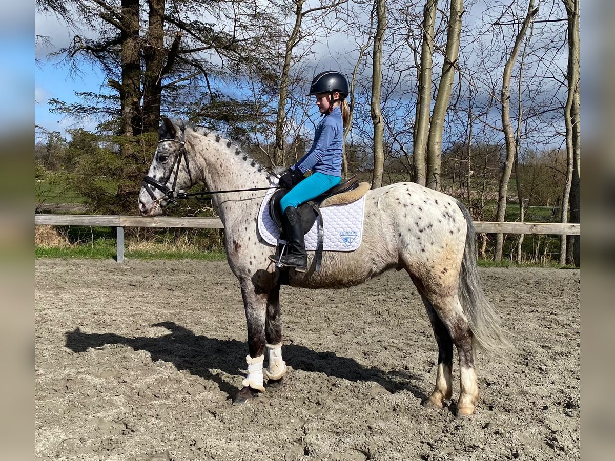 Knabstrupper Caballo castrado 4 años 148 cm Atigrado/Moteado in Süderlügum