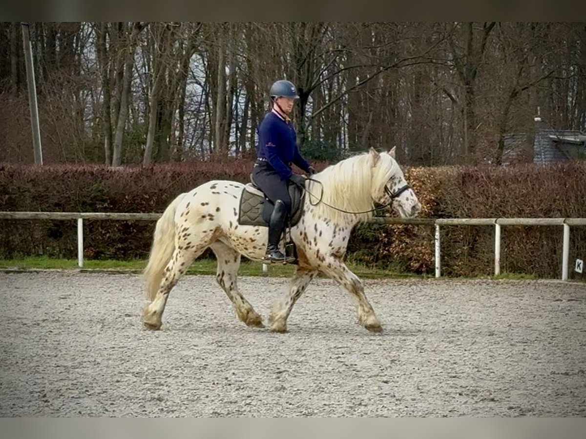 Knabstrupper Mestizo Caballo castrado 4 años 153 cm Atigrado/Moteado in Neustadt (Wied)