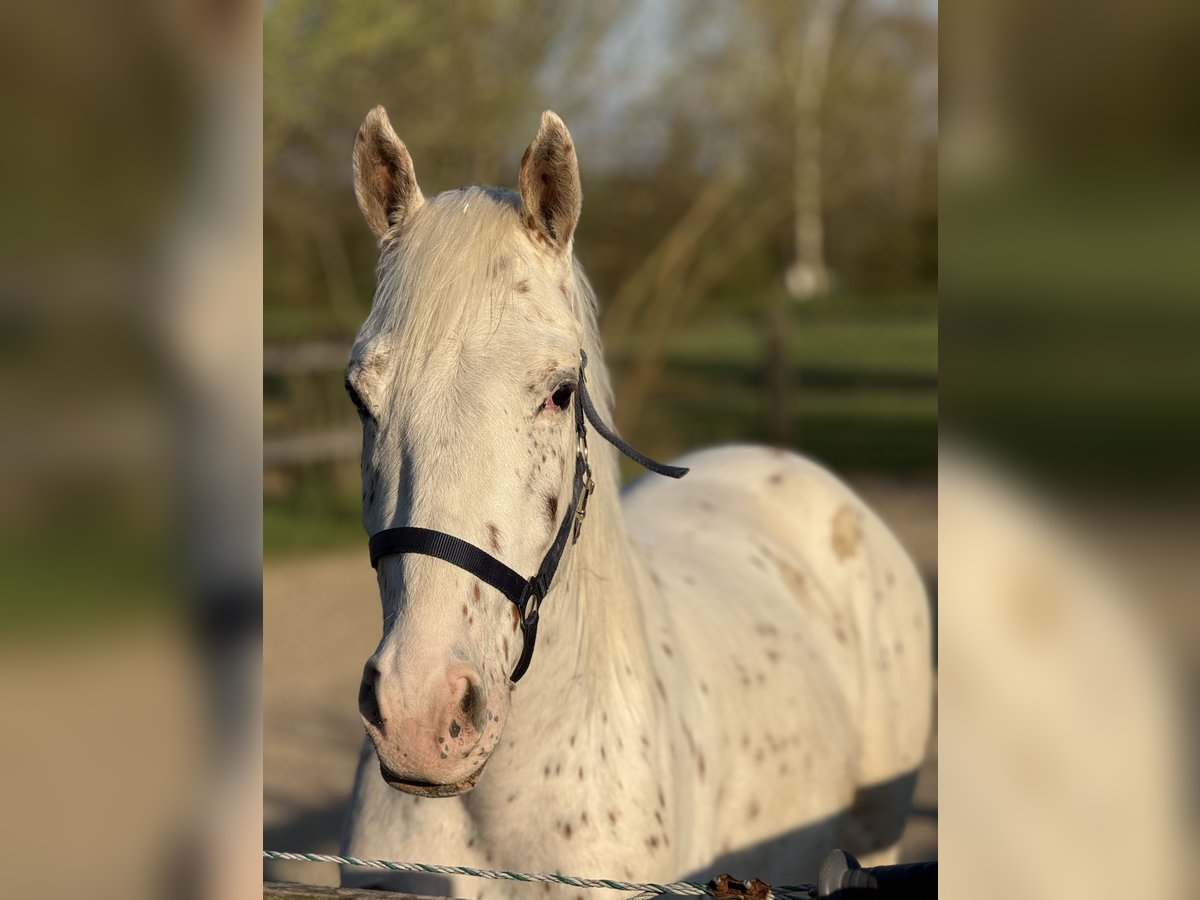 Knabstrupper Caballo castrado 4 años 160 cm Atigrado/Moteado in Achstetten
