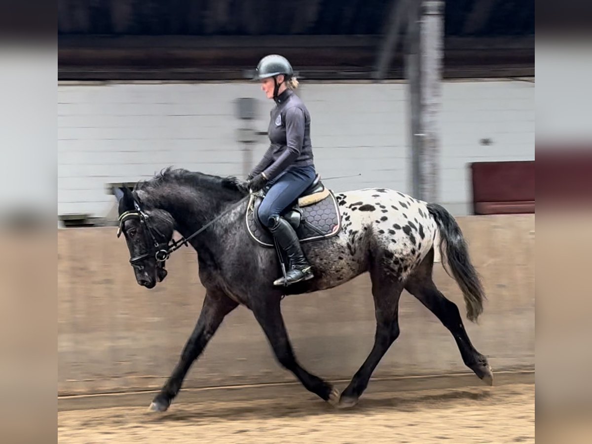 Knabstrupper Caballo castrado 4 años 164 cm Atigrado/Moteado in Süderlügum