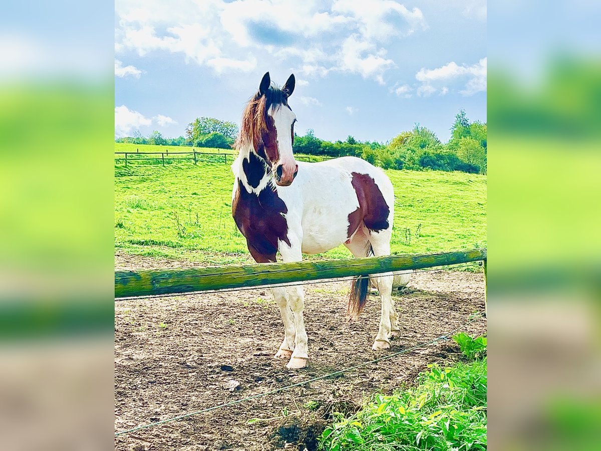 Knabstrupper Caballo castrado 5 años 158 cm Pío in Dörnberg