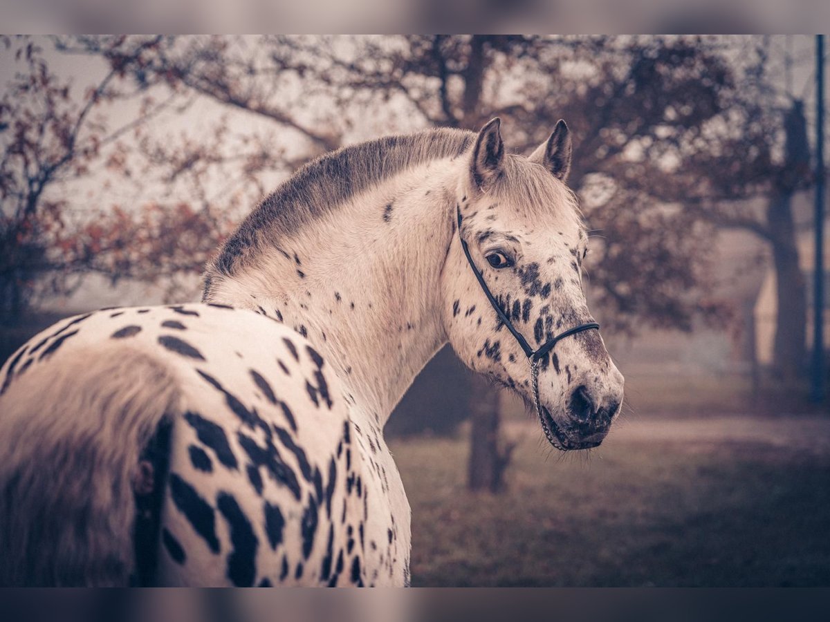 Knabstrupper Mestizo Caballo castrado 6 años 155 cm Atigrado/Moteado in M&#xFC;hlacker
