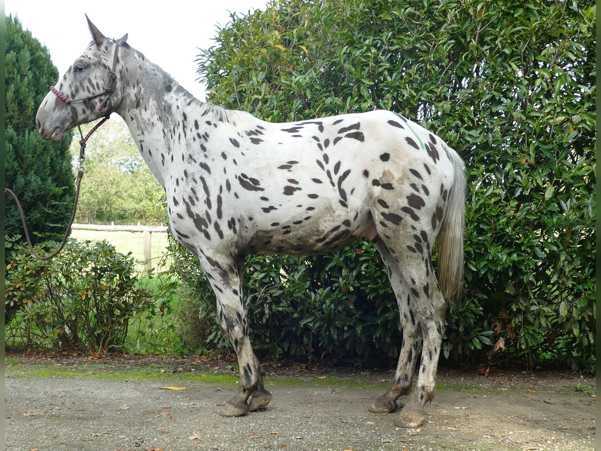 Knabstrupper Castrone 3 Anni 174 cm Leopard in Lathen