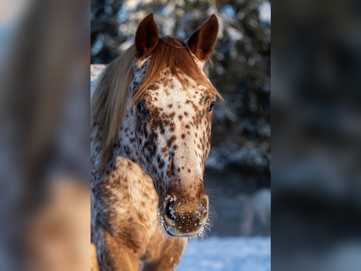 Knabstrupper Castrone 5 Anni 158 cm Leopard in Fredensborg