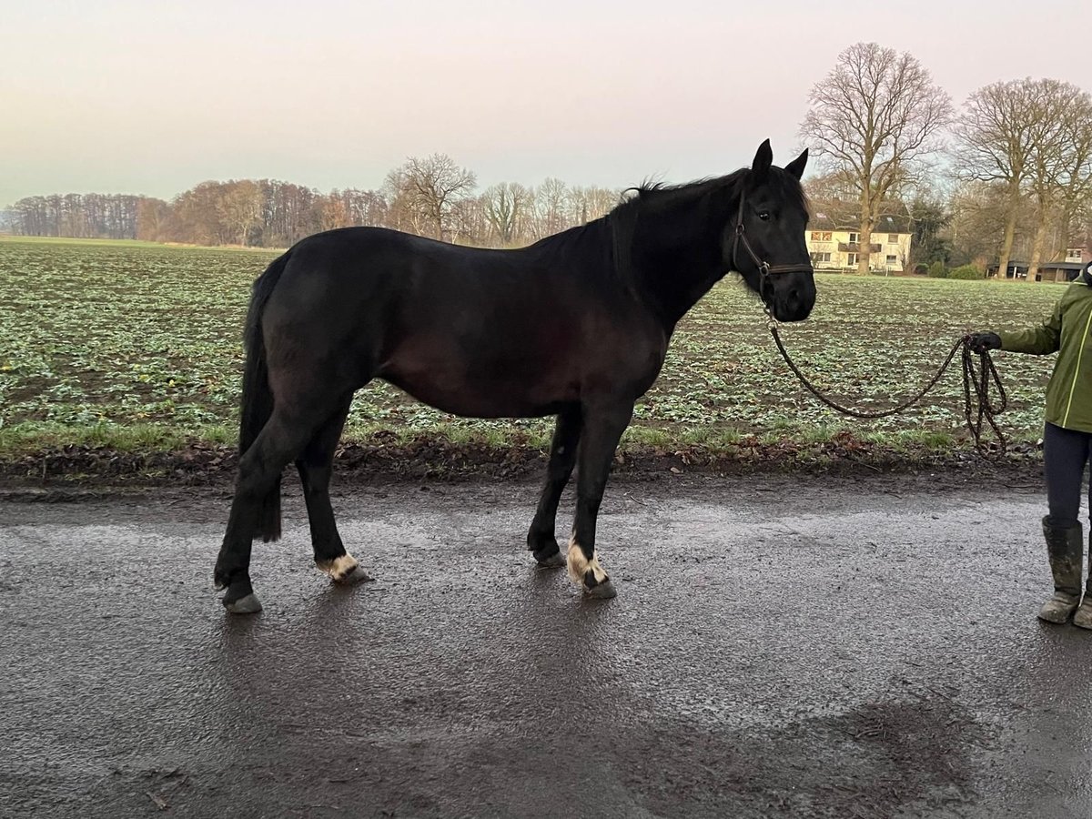 Knabstrupper Giumenta 6 Anni 154 cm Morello in Bad Essen