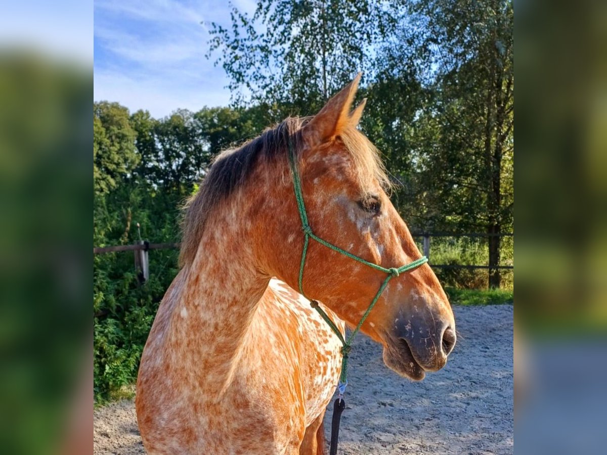 Knabstrupper Mix Giumenta 8 Anni 155 cm Leopard in Amersfoort